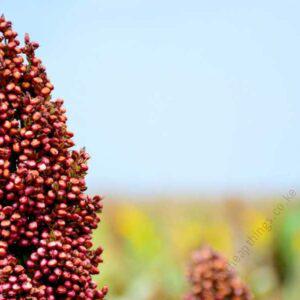 serena sorghum (2kg)