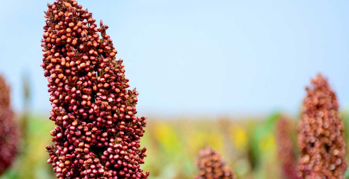 serena sorghum (2kg)