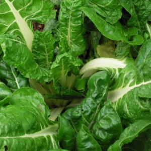 Swisschard Fordhook Giant 5x500g