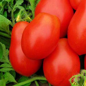 Tomato Roma VF (True to Type)6x500g