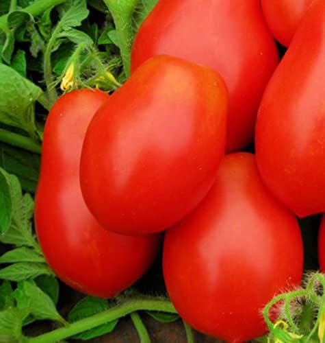 Tomato Roma VF (True to Type)6x500g