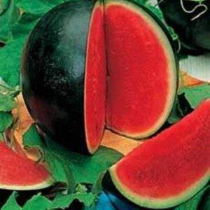 Watermelon Sugar Baby 48x10g