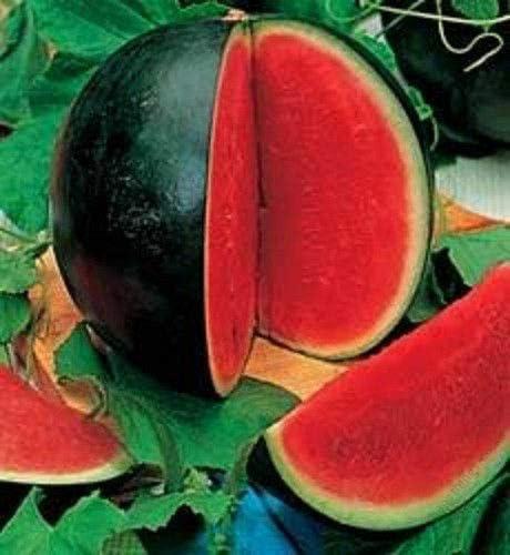 Watermelon Sugar Baby 48x10g