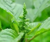 Amaranthus Terere 5g