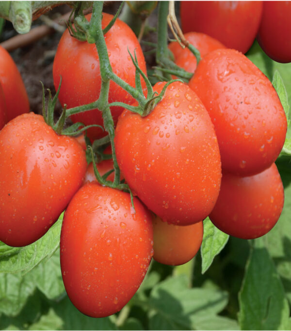 Tomato Nyota F1 (25g)