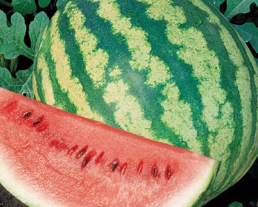watermelon sweet rose f1 (500g)