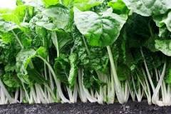 Swisschard Fordhook Giant 12x250g