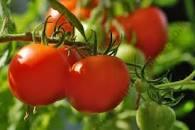 Tomato Nemador 48x5g