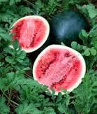 Watermelon Sugar Baby 48x25g