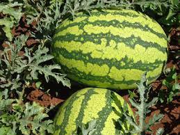 watermelon sweet rose f1 (500g) - Image 2