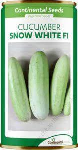 Hybrid Cucumber Snow White F1 small