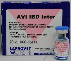 AVI IBD Inter 500doses