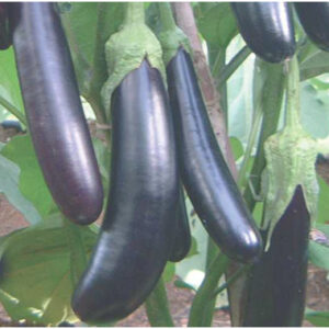 Eggplant Long Purple 5grms