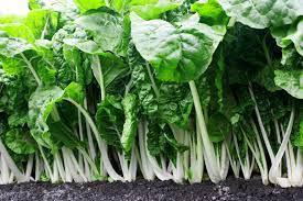 Swisschard Fordhook Giant 24x50g - Image 4