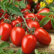 Tomato Roma VF (True to Type)6x500g - Image 2