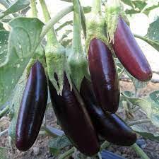 Eggplant Long Purple 1kg - Image 3