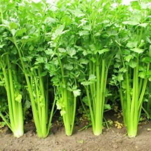 Parsley Italian Giant (10g)