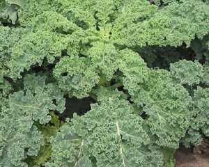 Kale Half tall curled 6x500g