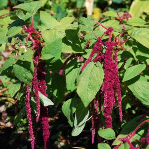 Amaranthus Terere 10g