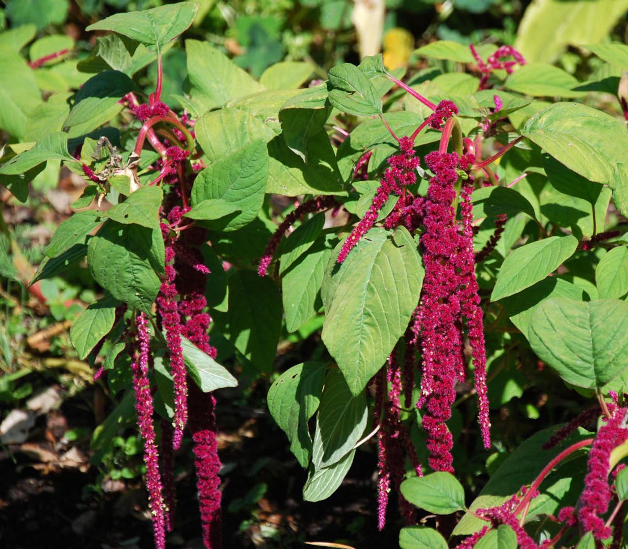 Amaranthus Terere 10g