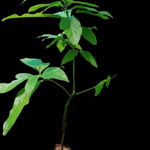 Grafted Hass Avacado Seedlings