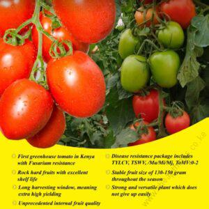 FUSAROCK F1 1000seeds