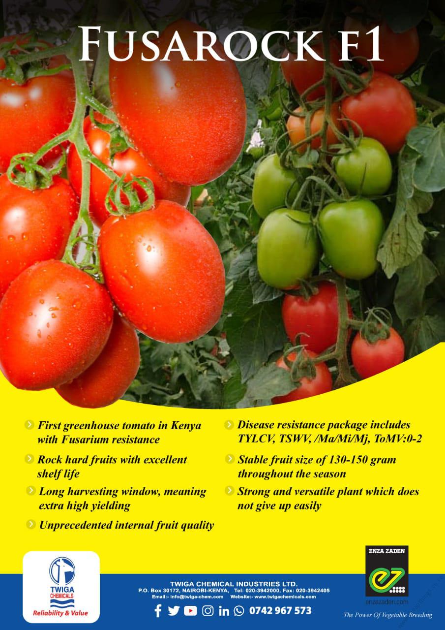 FUSAROCK F1 1000seeds