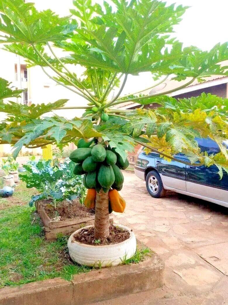 Vega F1 Papaya