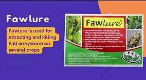 Faw Lure (1pc)