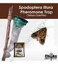 Spodoptera Lure (1pc)