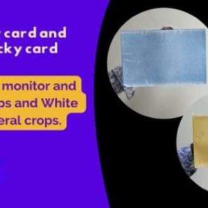 Stick Cards Yellow Liner (1Card)