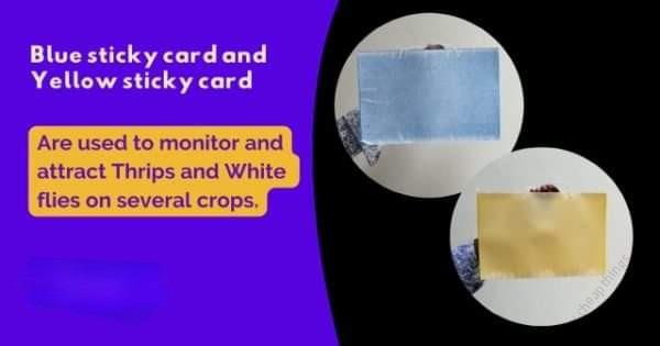 Stick Cards Yellow Liner (1Card)