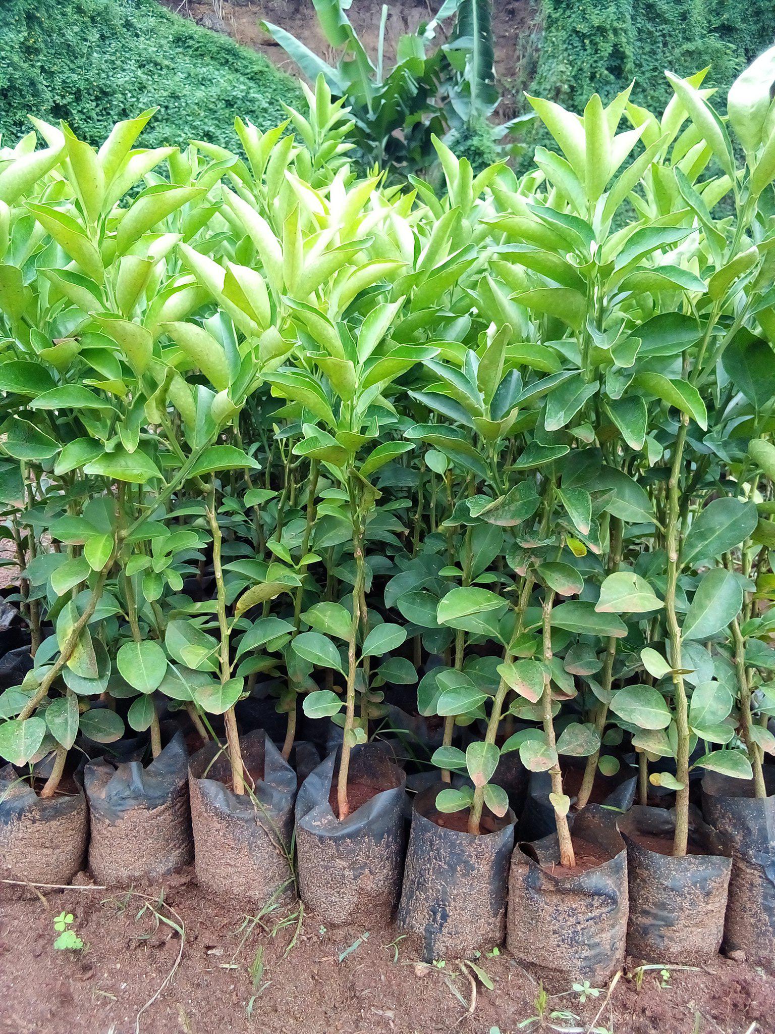 Grafted Pixie Seedlings (per seedlings)