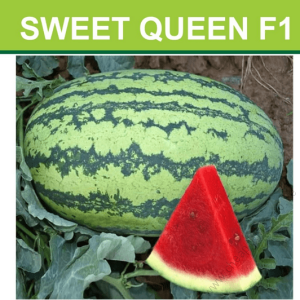 Watermelon Sweet Queen 50g