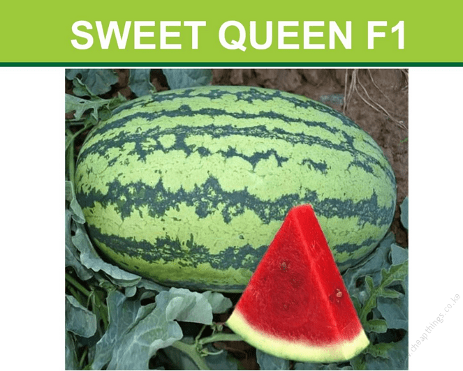 Watermelon Sweet Queen 50g