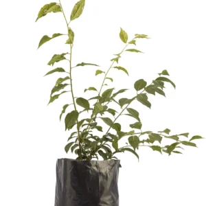 Plums Seedlings (per seedlings)