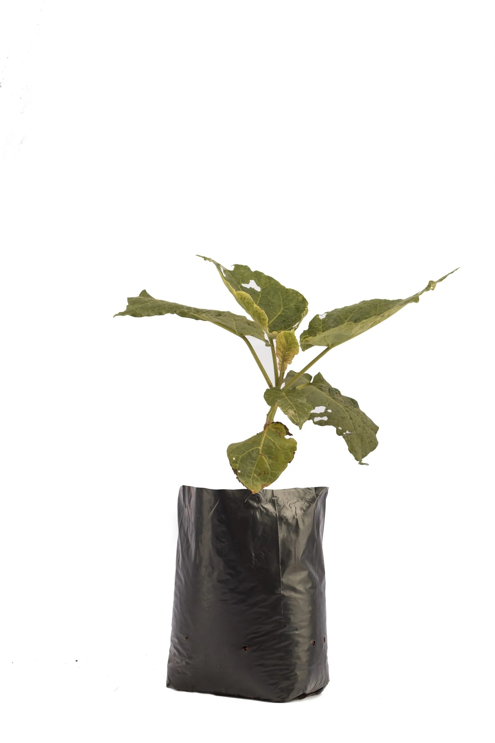 Grafted tree tomato (per seedling)