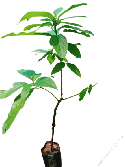 Hass Avocados Seedlings (per seedlings)