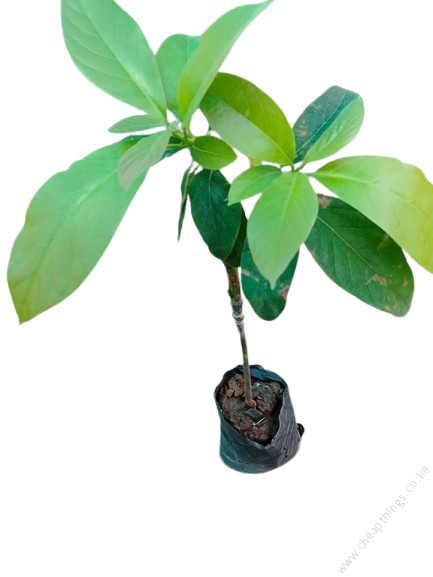Grafted Fuerte Avocado (per seedlings)