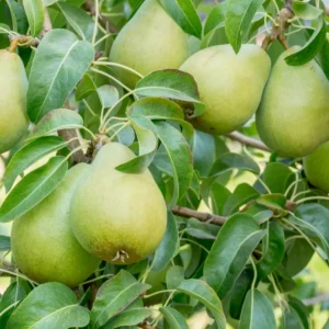 Pears Variety Seedlings (per seedlings)