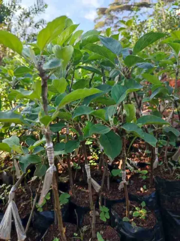 Grafted Apple Seedlings (per seedlings)