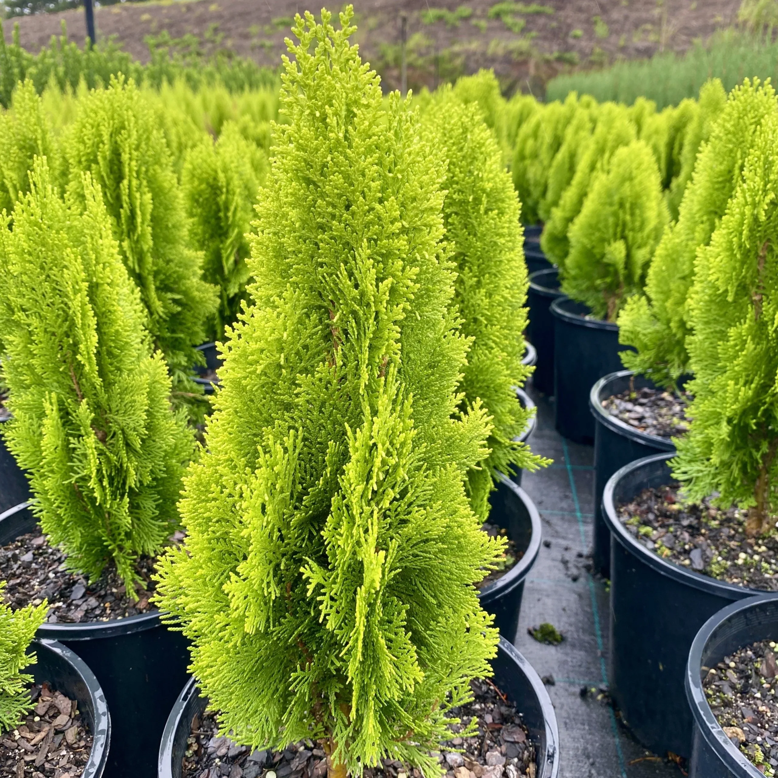 Bookleaf Cypress (Thuja) per seedlings