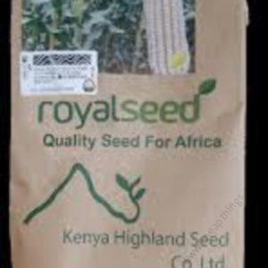 Royal Seed Maize 5101 (WE 2109)