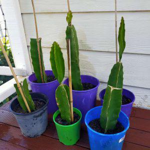 Dragon Fruit White Rooted Cutting (per cutting)