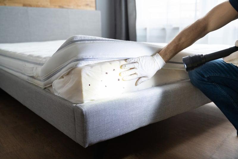Book Bed Bug Fumigation - Survey