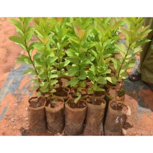 Guava Seedlings (per seedlings)