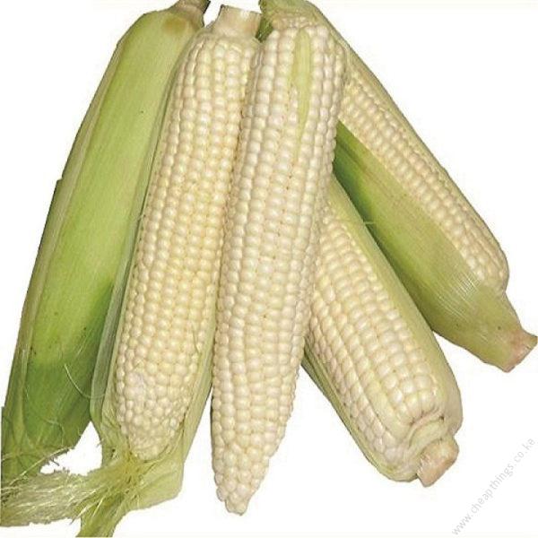 RS MAIZE 5101 (WE 2109)2kg