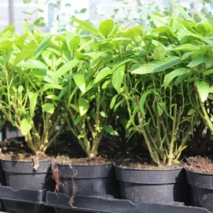 Pepino Melon Seedlings