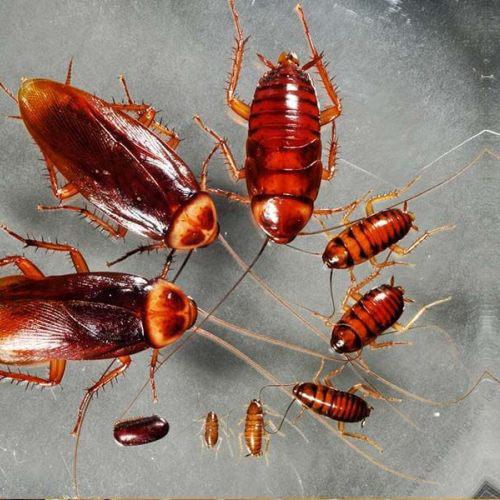 Cockroach Fumigation - Single Room