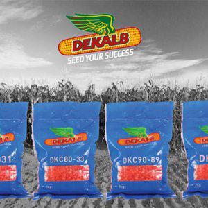 DCK80-83 Maize Seeds 2 Kg